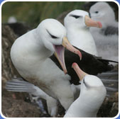 Albatross squawking violently at another albatross